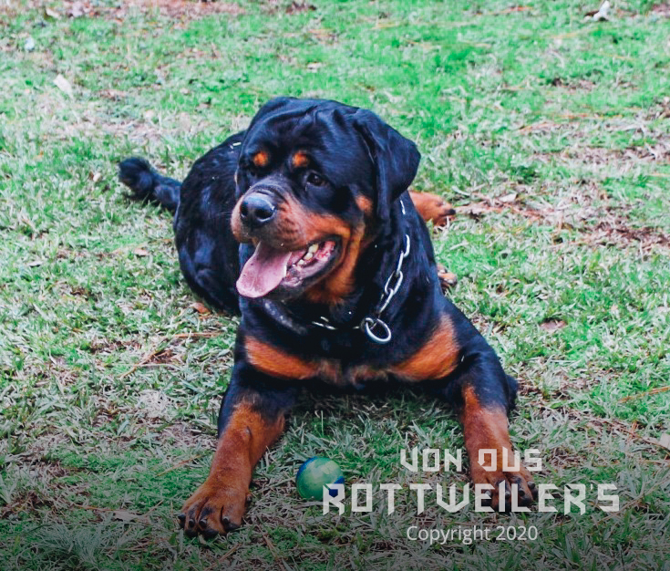 About | German bloodline rottweiler puppies | VonOus Rottweilers