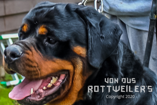 Rottweiler Studs for Breeding - Our Boys